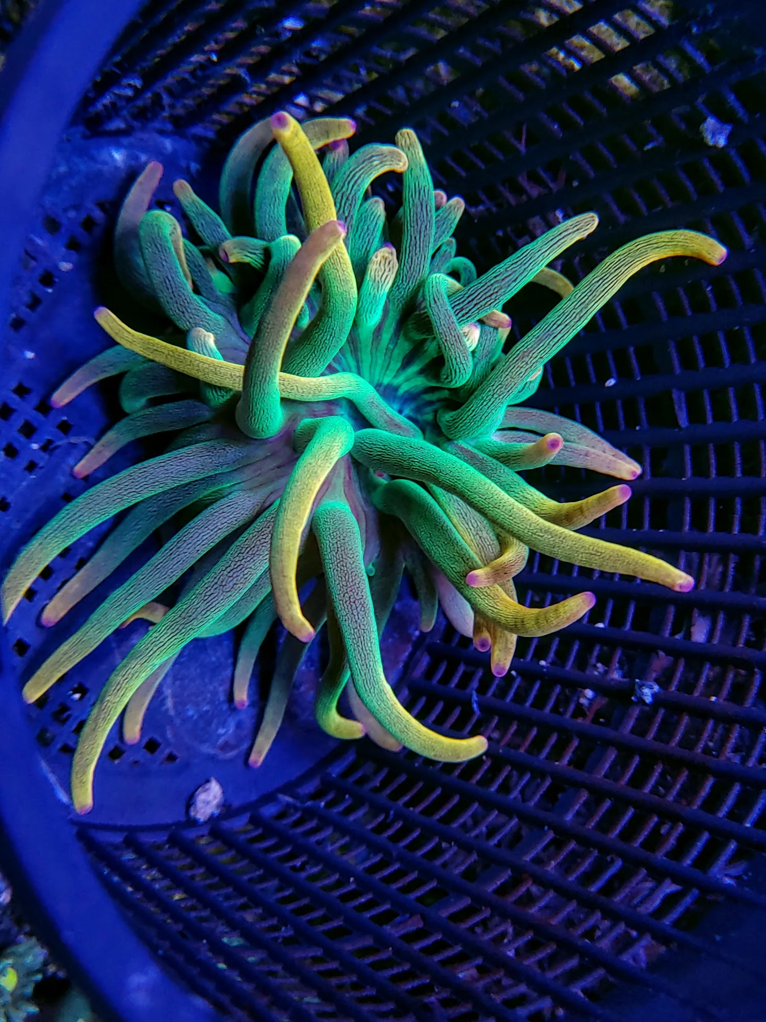 Rose Bubble Tip Anemone